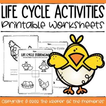 life cycle of a chicken worksheets