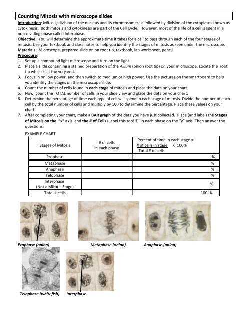 stages of mitosis worksheet