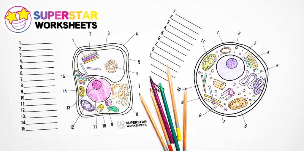 labeling a plant cell worksheet