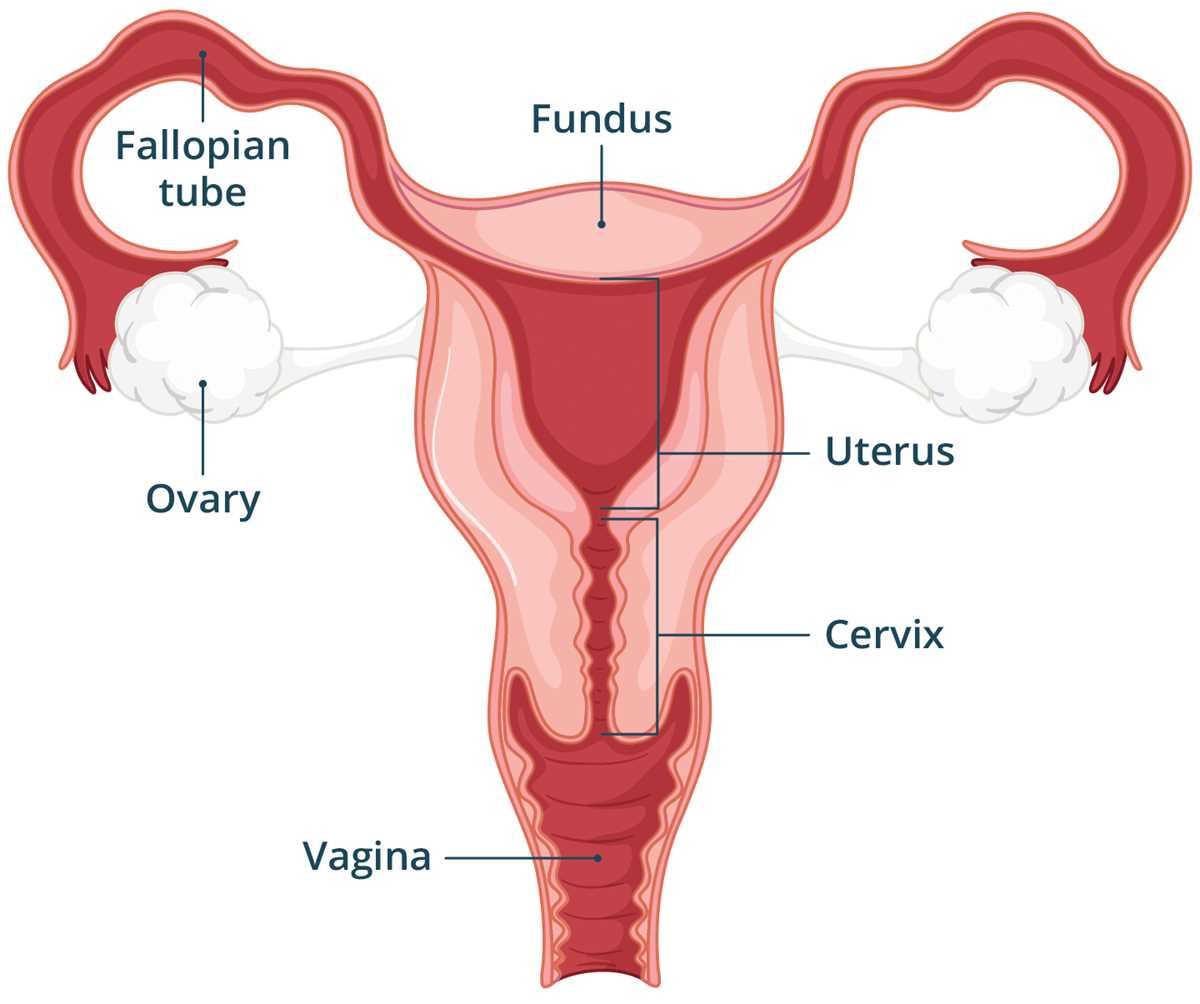 female reproductive system terminology worksheet