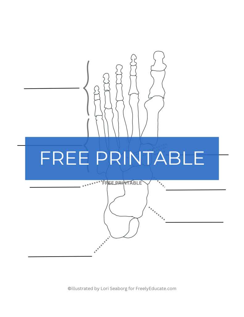 blank bone worksheets