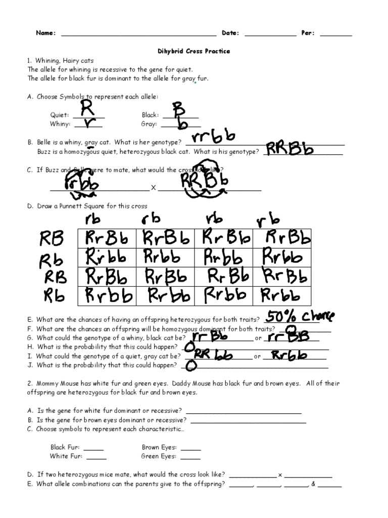 dihybrid practice worksheet