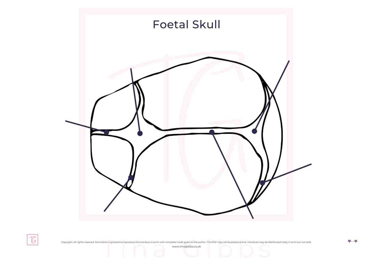 anatomy skull worksheets