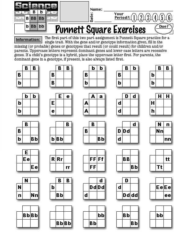 practice punnett squares worksheet practice punnett squares worksheet