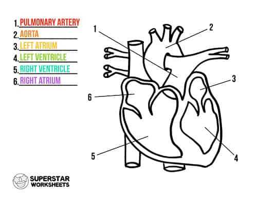 anatomy heart worksheet