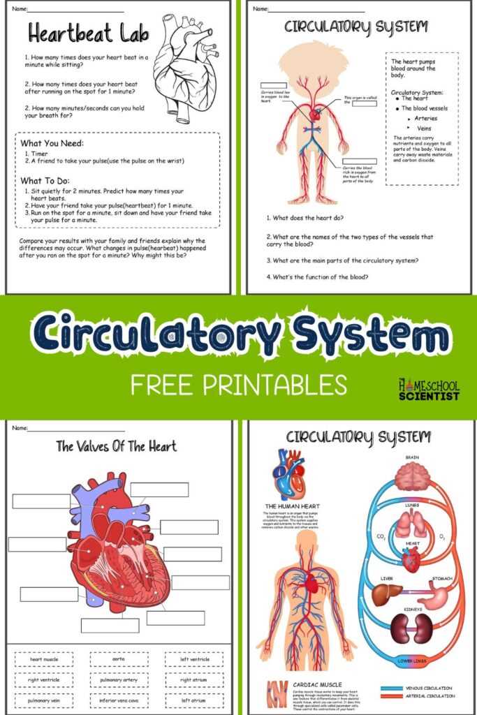 circulatory system parts and functions worksheet