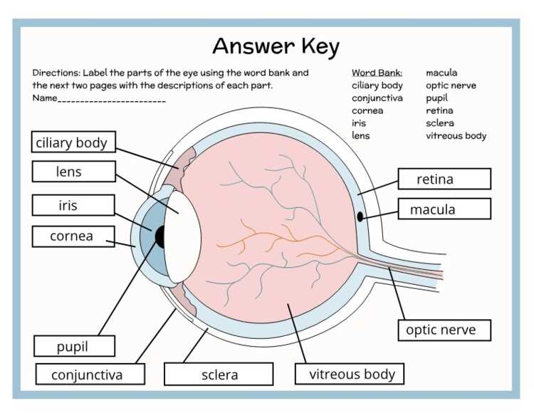 parts of an eye worksheet