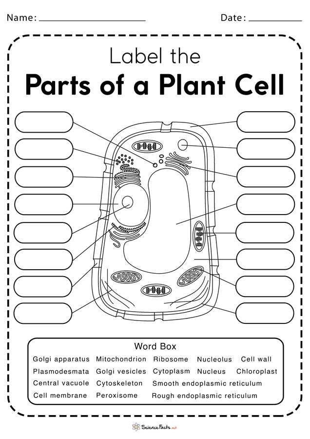 parts of plant cell worksheet