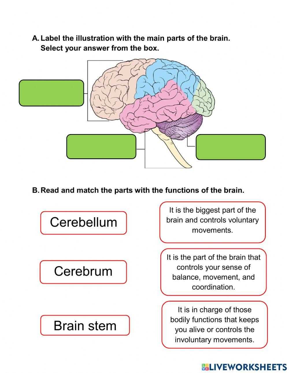 parts of the brain worksheet