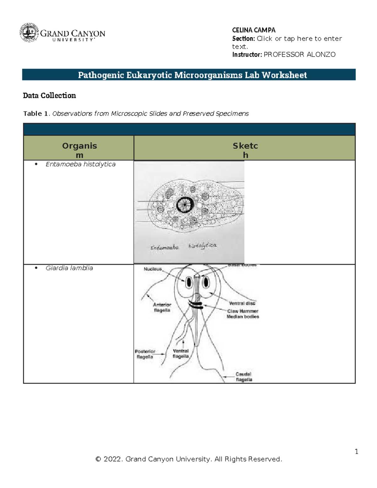 pathogenic eukaryotic microorganisms lab worksheet