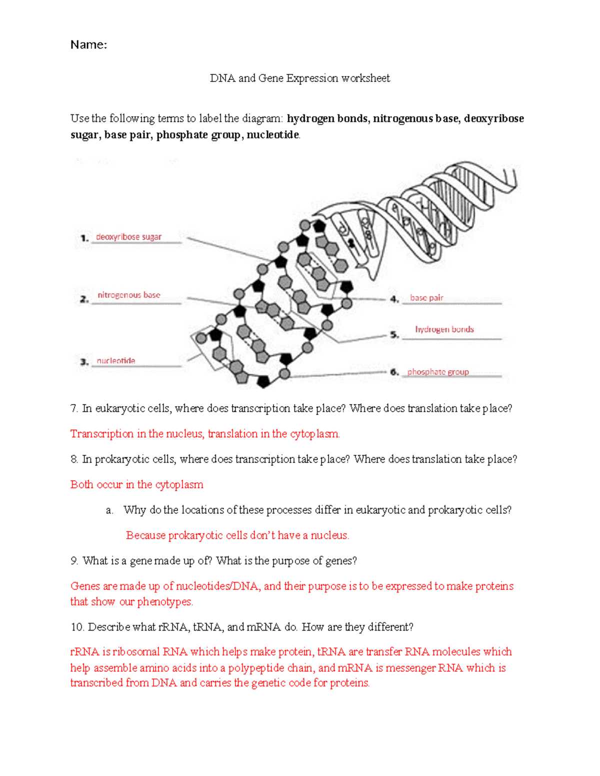 gene expression transcription worksheet