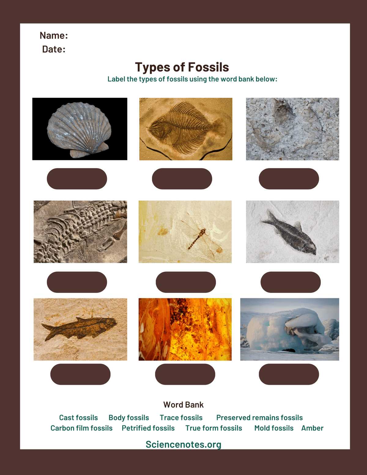 fossil worksheet