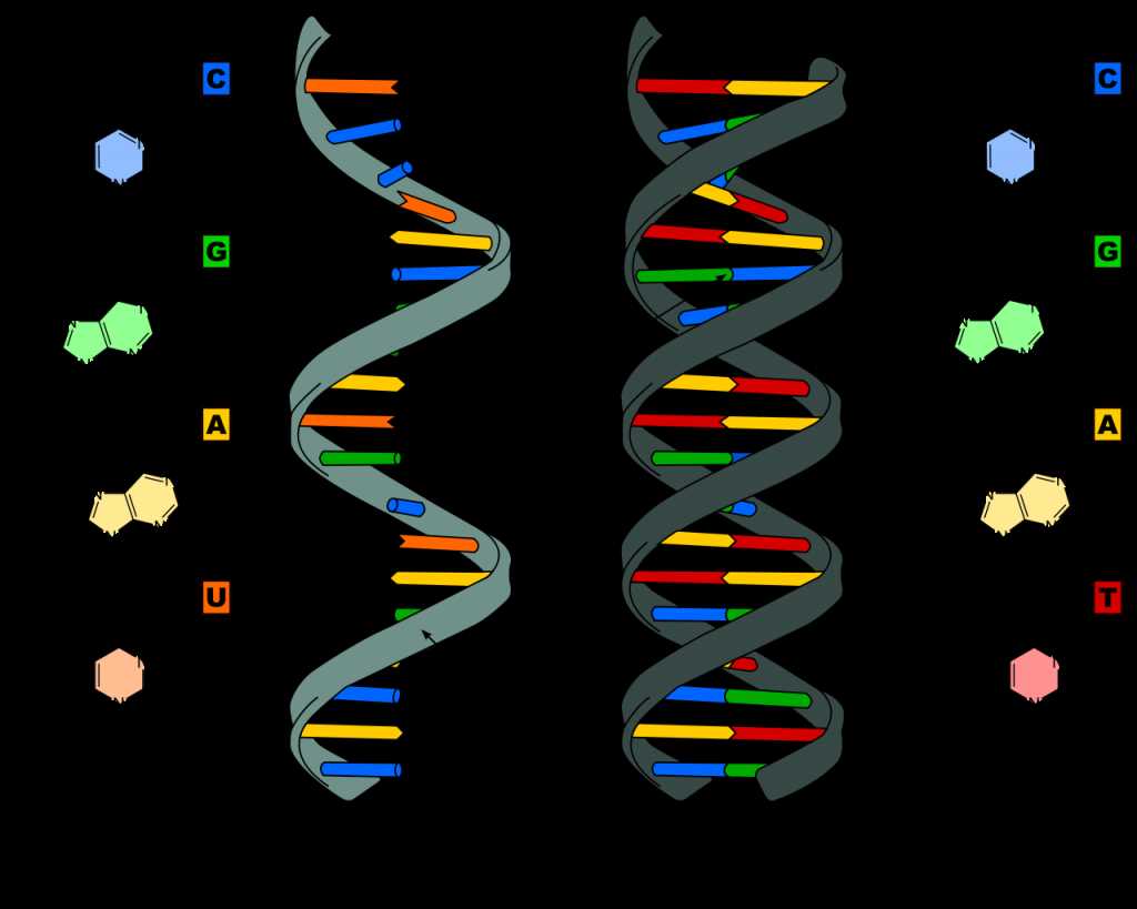 dna cracking the code of life worksheet