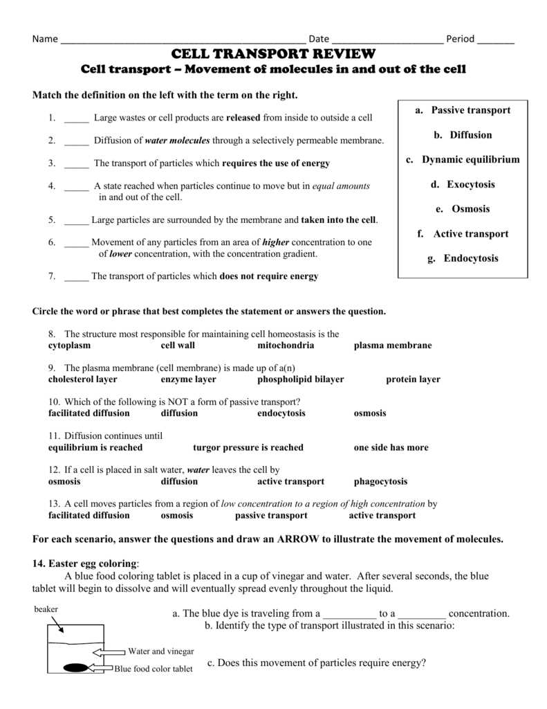 active and passive cell transport worksheet active and passive cell transport worksheet