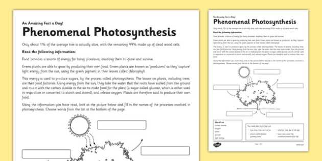 photosynthesis & respiration worksheet