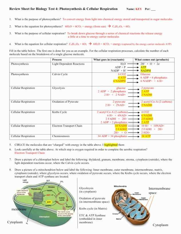 photosynthesis cellular respiration worksheet