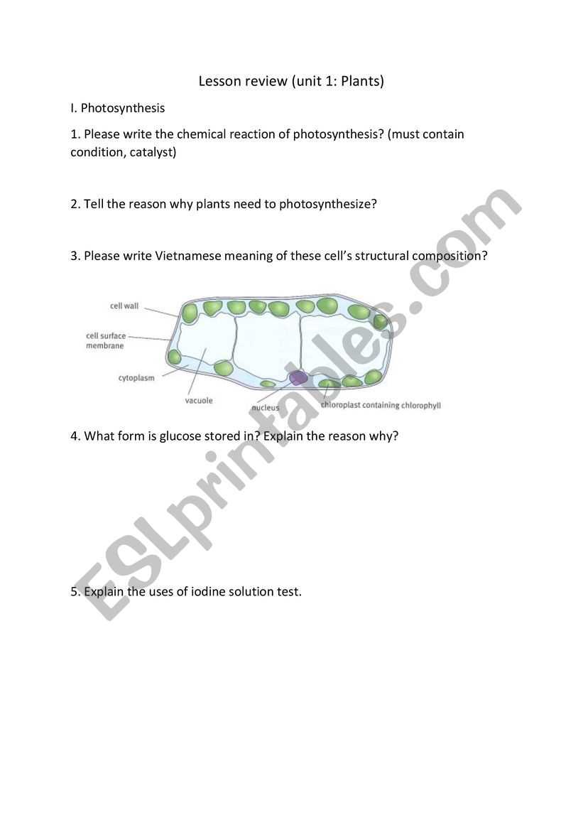 photosynthesis review worksheet