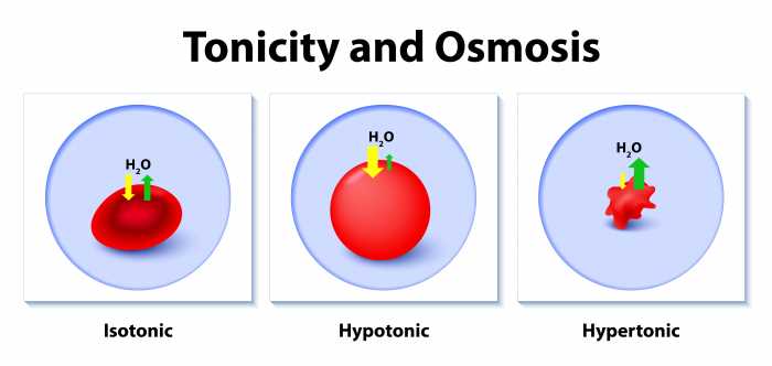 worksheet osmosis & tonicity