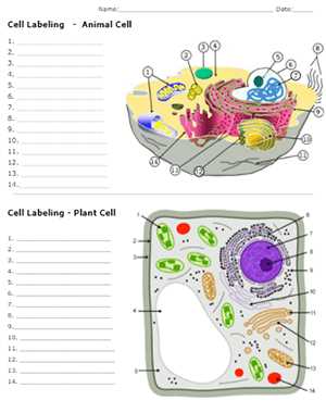 plant and animal cell worksheets label