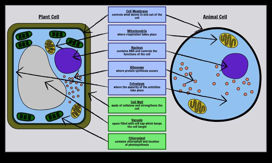 plant and animal cell worksheets label
