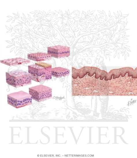 epithelial tissue coloring worksheet