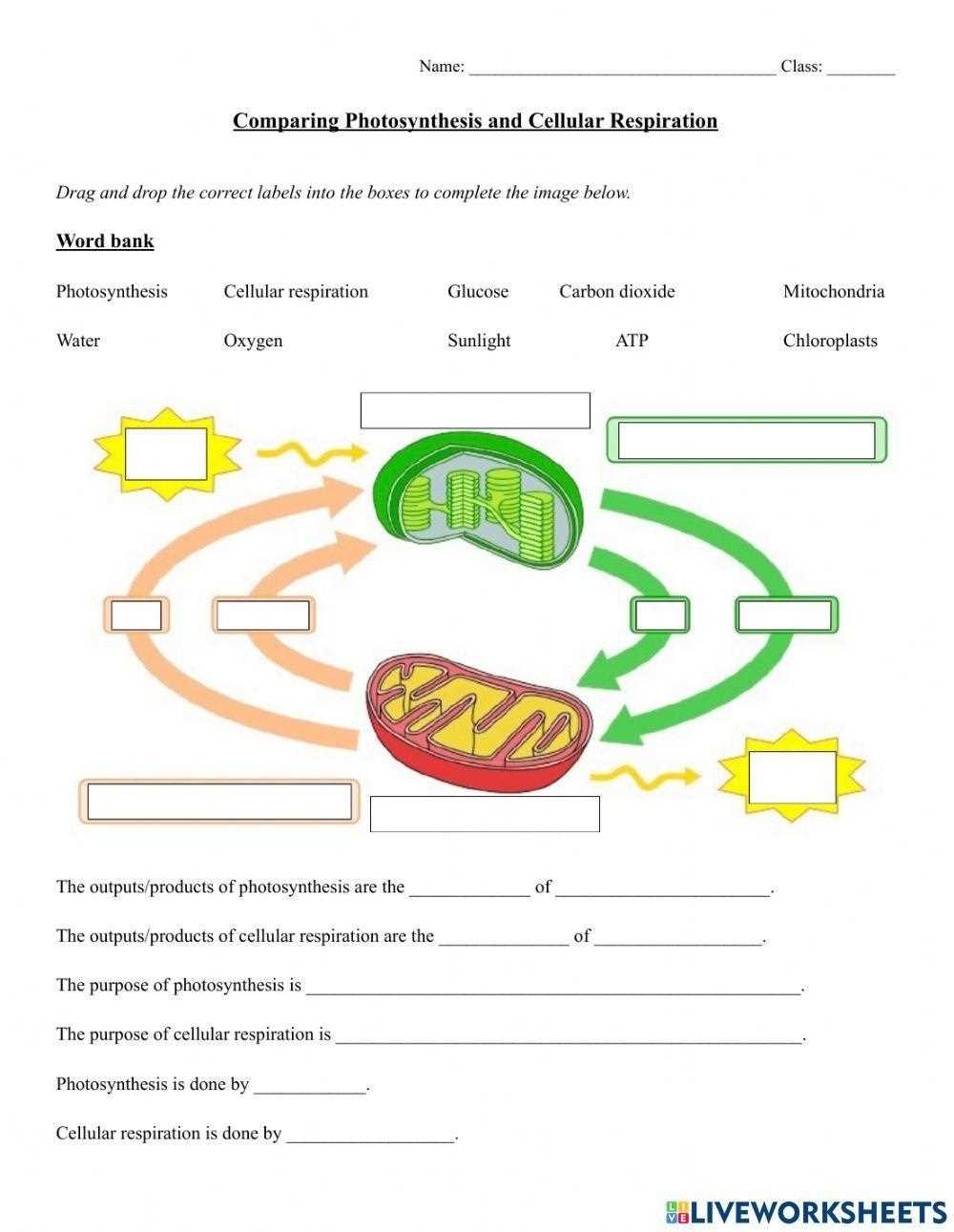 cellular respiration vs photosynthesis worksheet