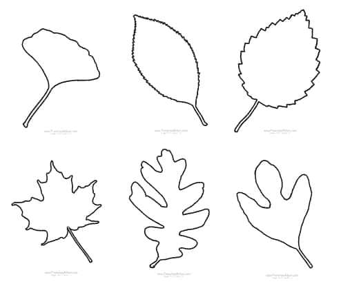 preschool leaf worksheets