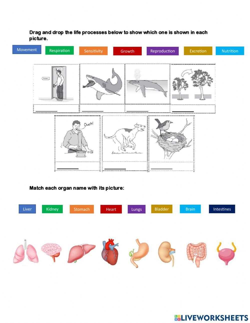 cells tissues organs and organ systems worksheet