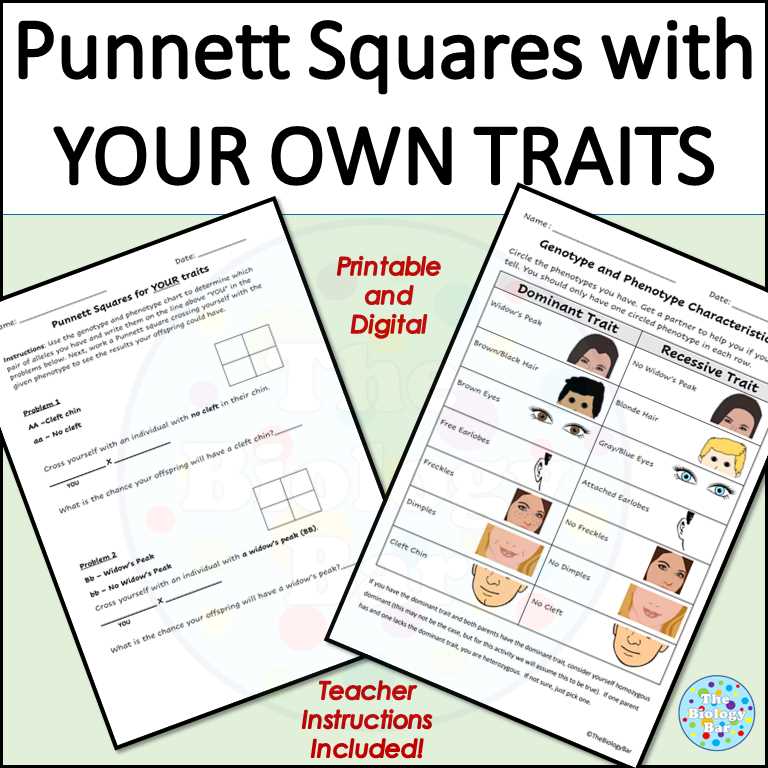 punett square worksheet