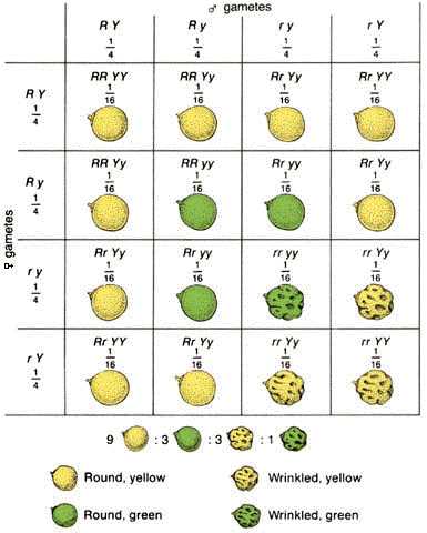 punnett square dihybrid cross worksheet