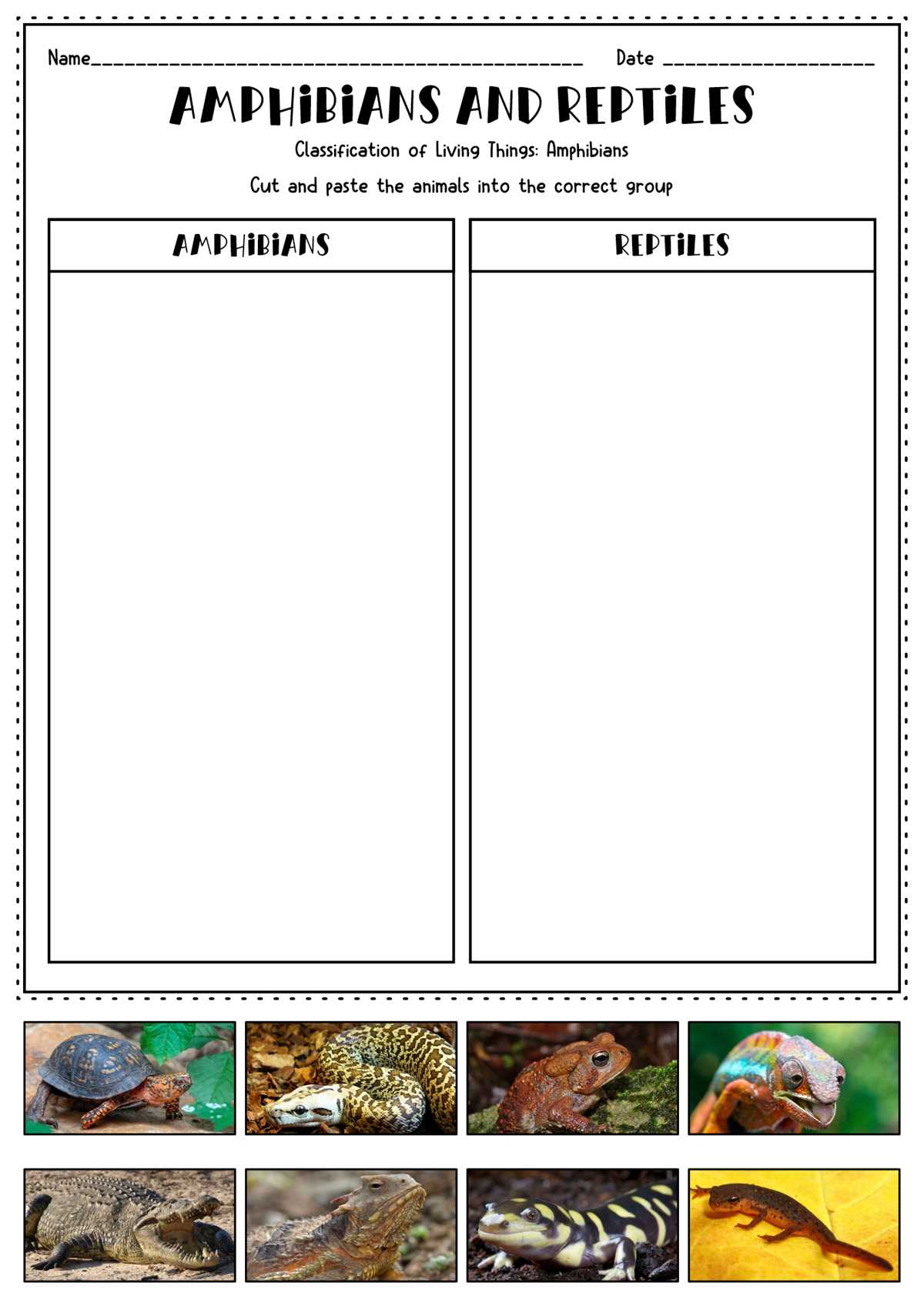 amphibian worksheets