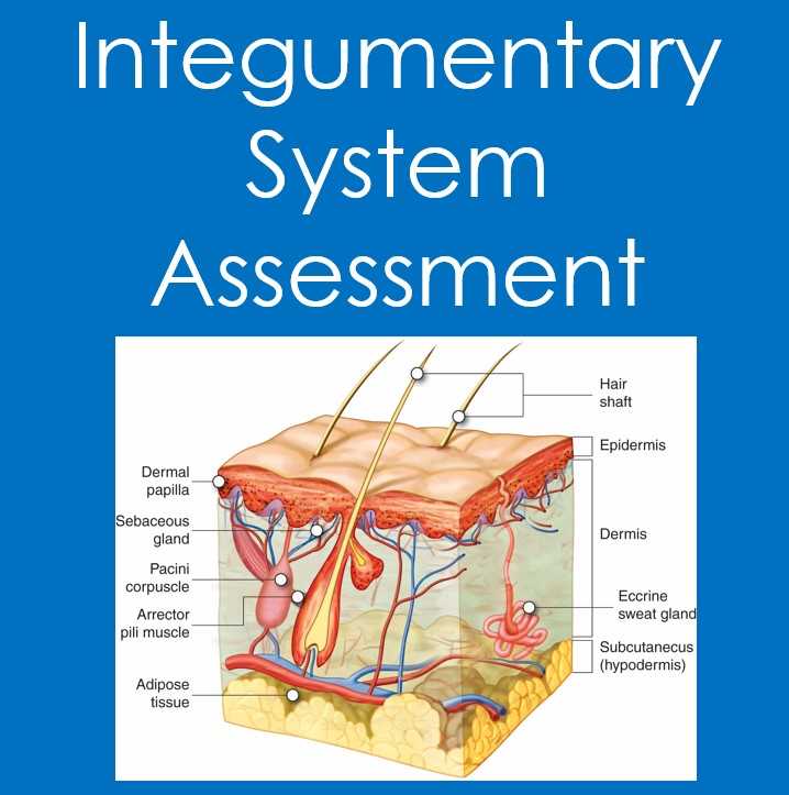 physio integumentary system review worksheet physio integumentary system review worksheet