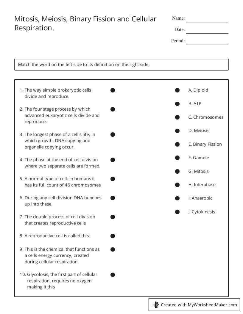 mitosis meiosis worksheet