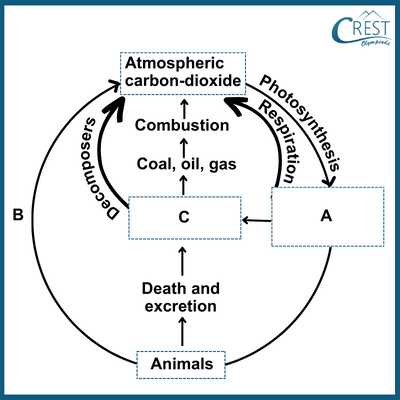 biogeochemical cycles worksheets
