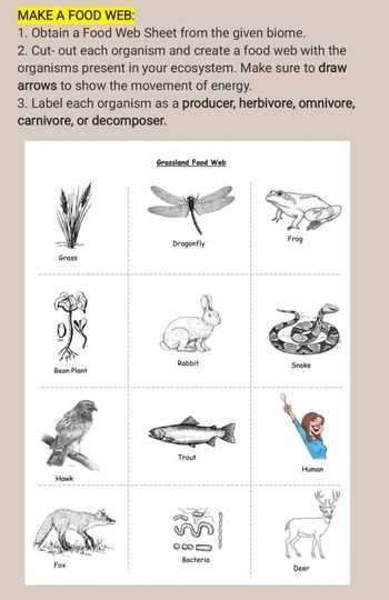 draw a food web worksheet