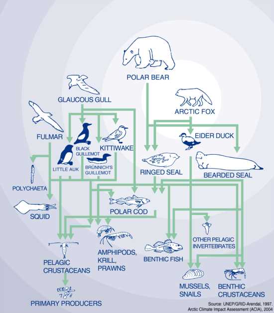 arctic food web worksheet