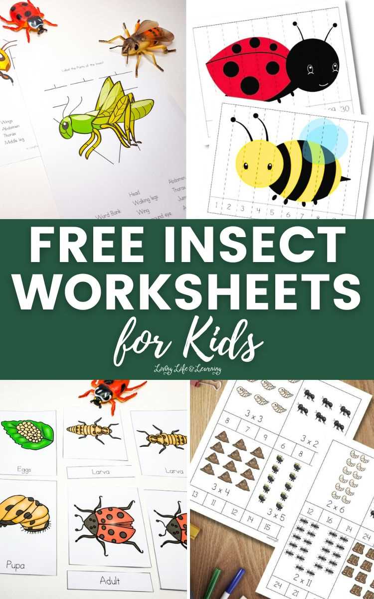 create an insect worksheet