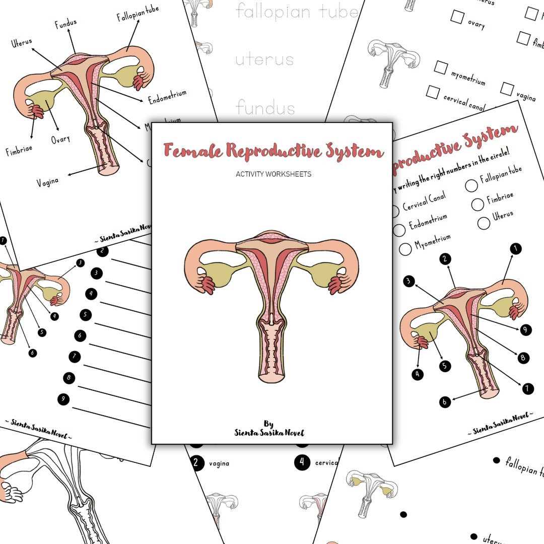 reproductive system worksheet