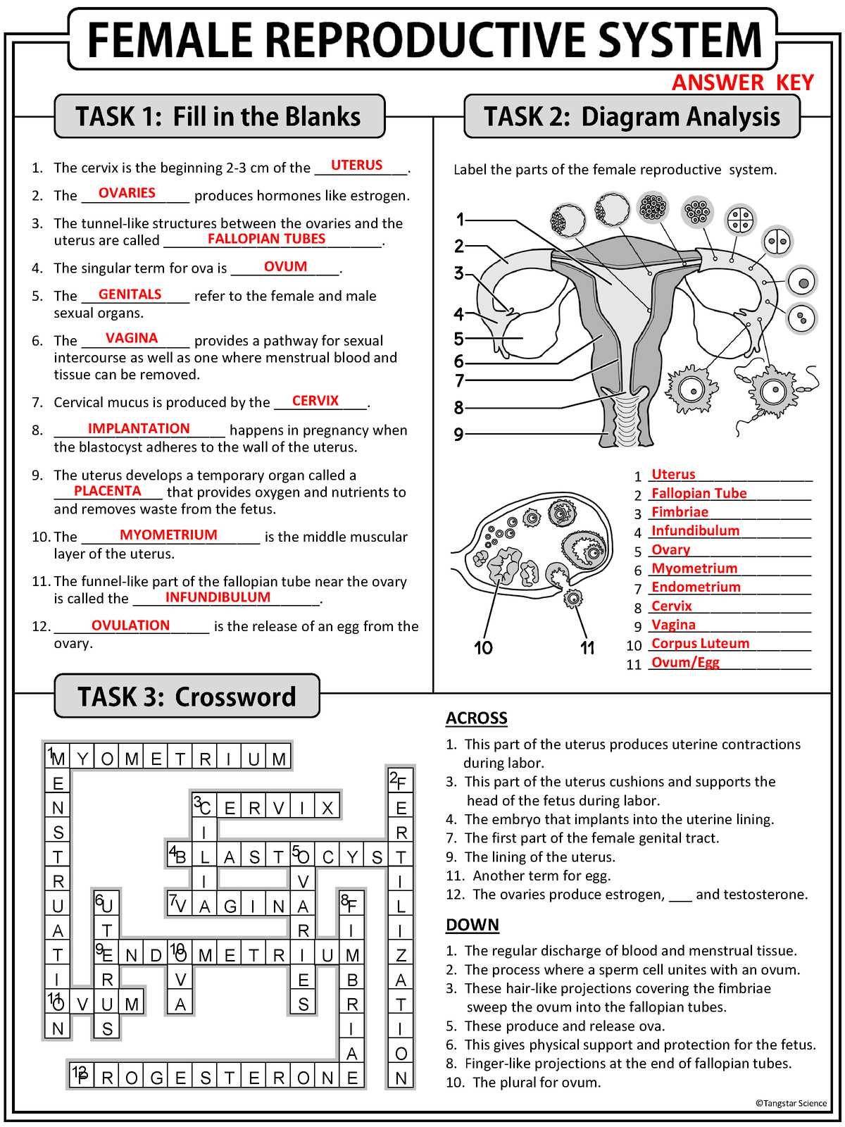 reproductive system worksheet