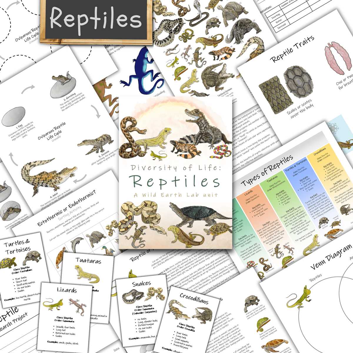 reptiles worksheet
