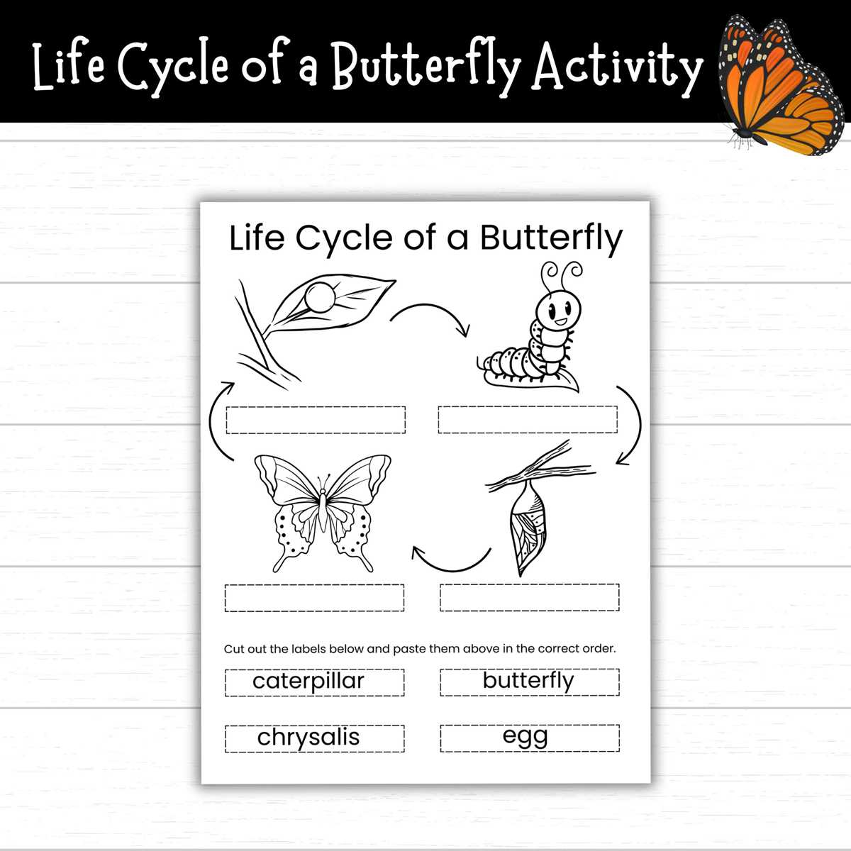 life stages of a butterfly worksheet