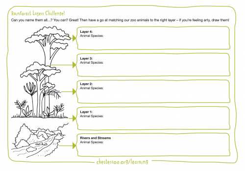 layers of the rainforest worksheet