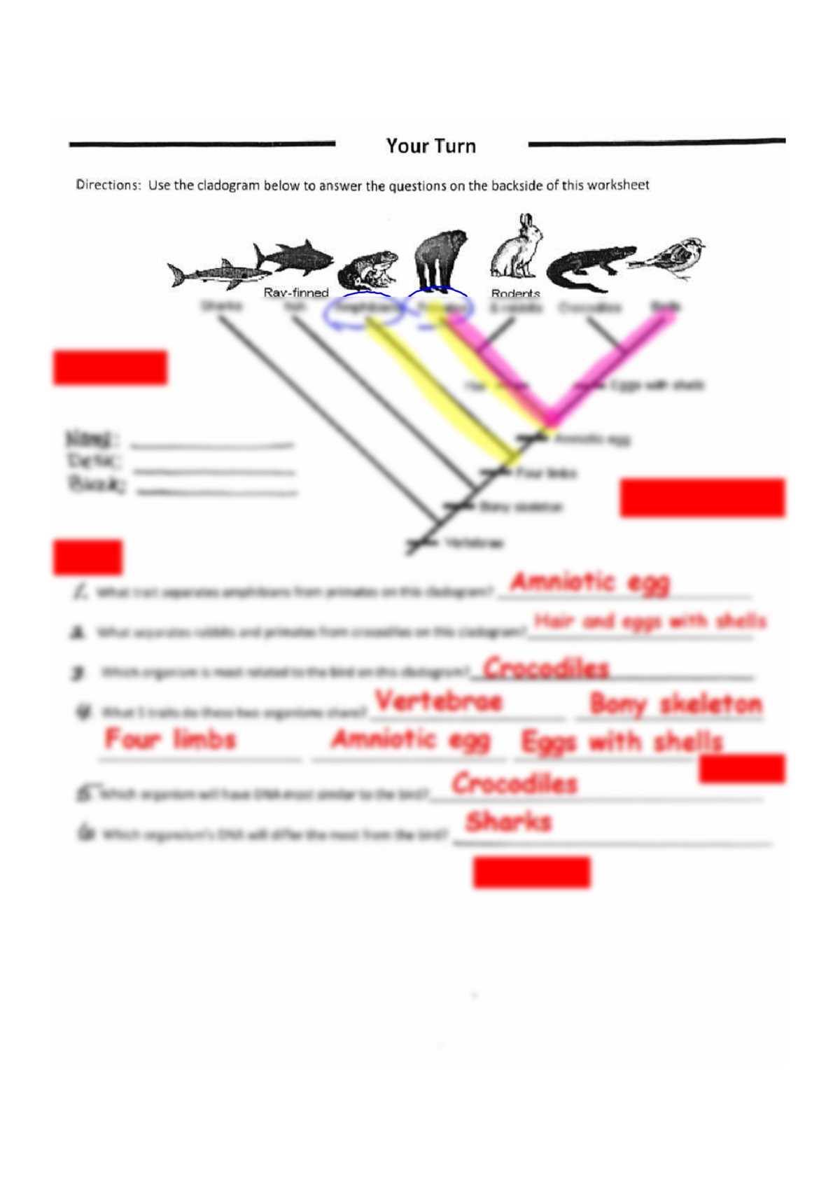 cladogram analysis worksheet