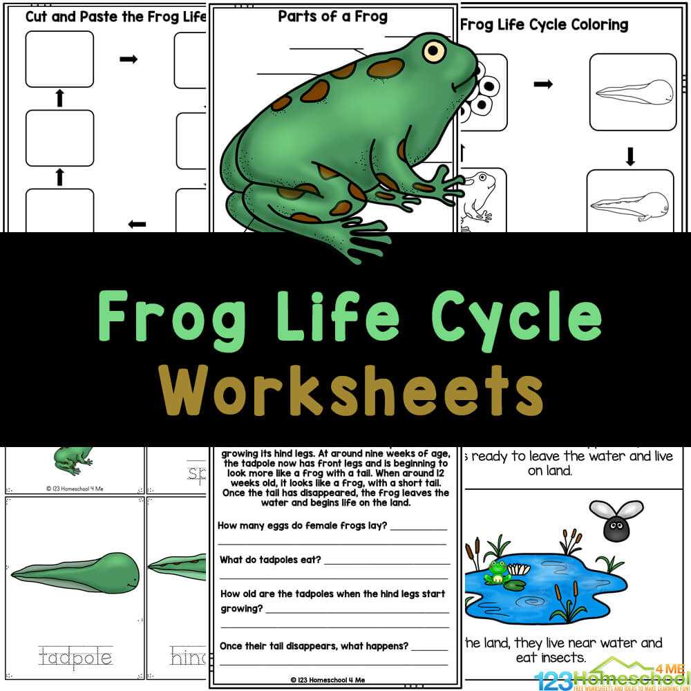 frog life cycle worksheet free