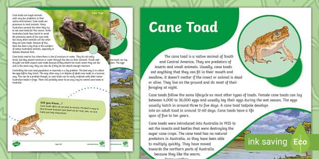 cane toad worksheet