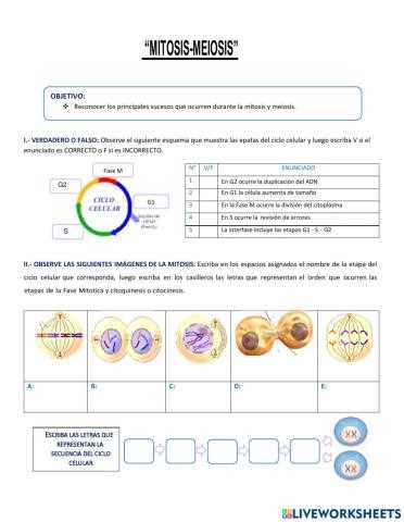 mitosis meiosis worksheet