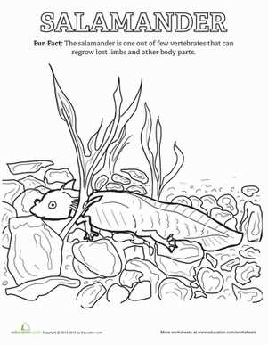 salamander worksheets
