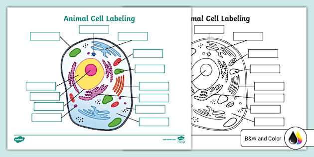 cell theory worksheet middle school