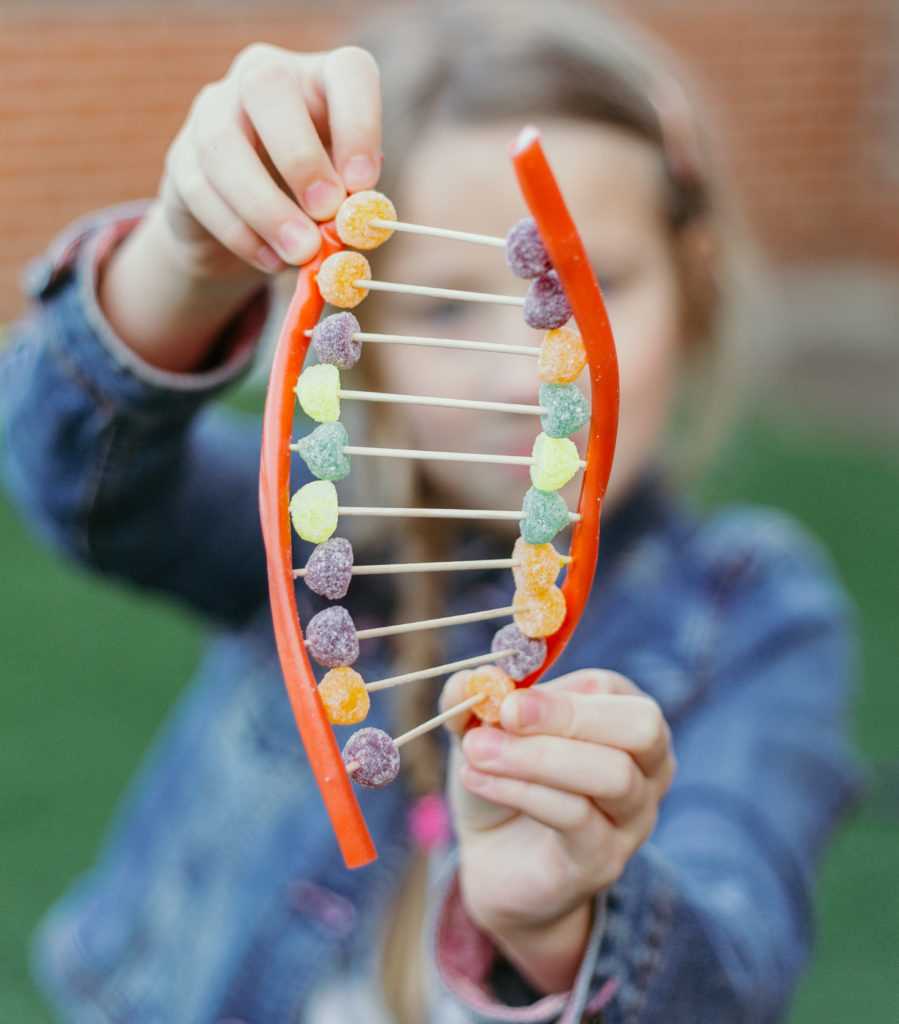 candy dna model worksheet