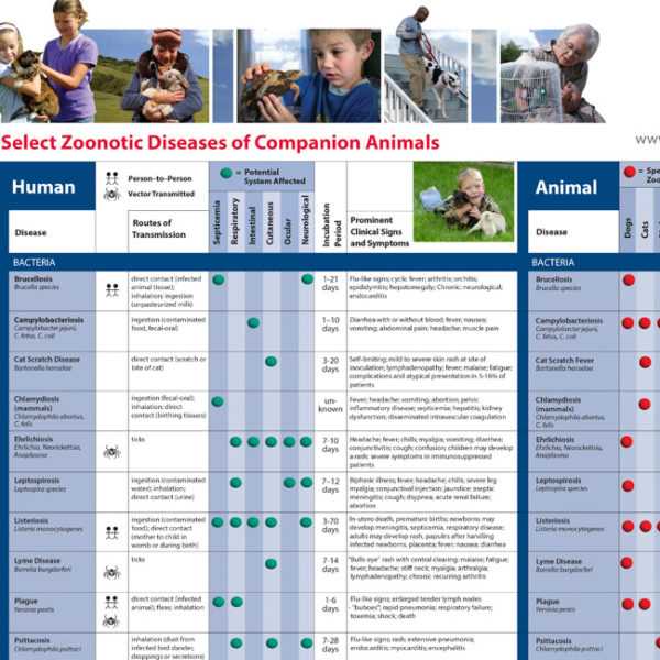 common animal diseases worksheet